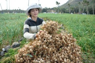 ve-ly-son-ngam-canh-sac-than-tien (3)